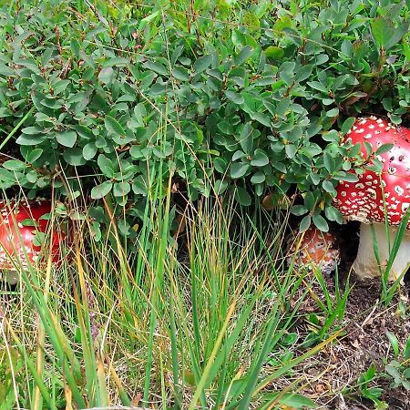 Le Balze Di Carisolo, Trilocale Con Giardino公寓 外观 照片