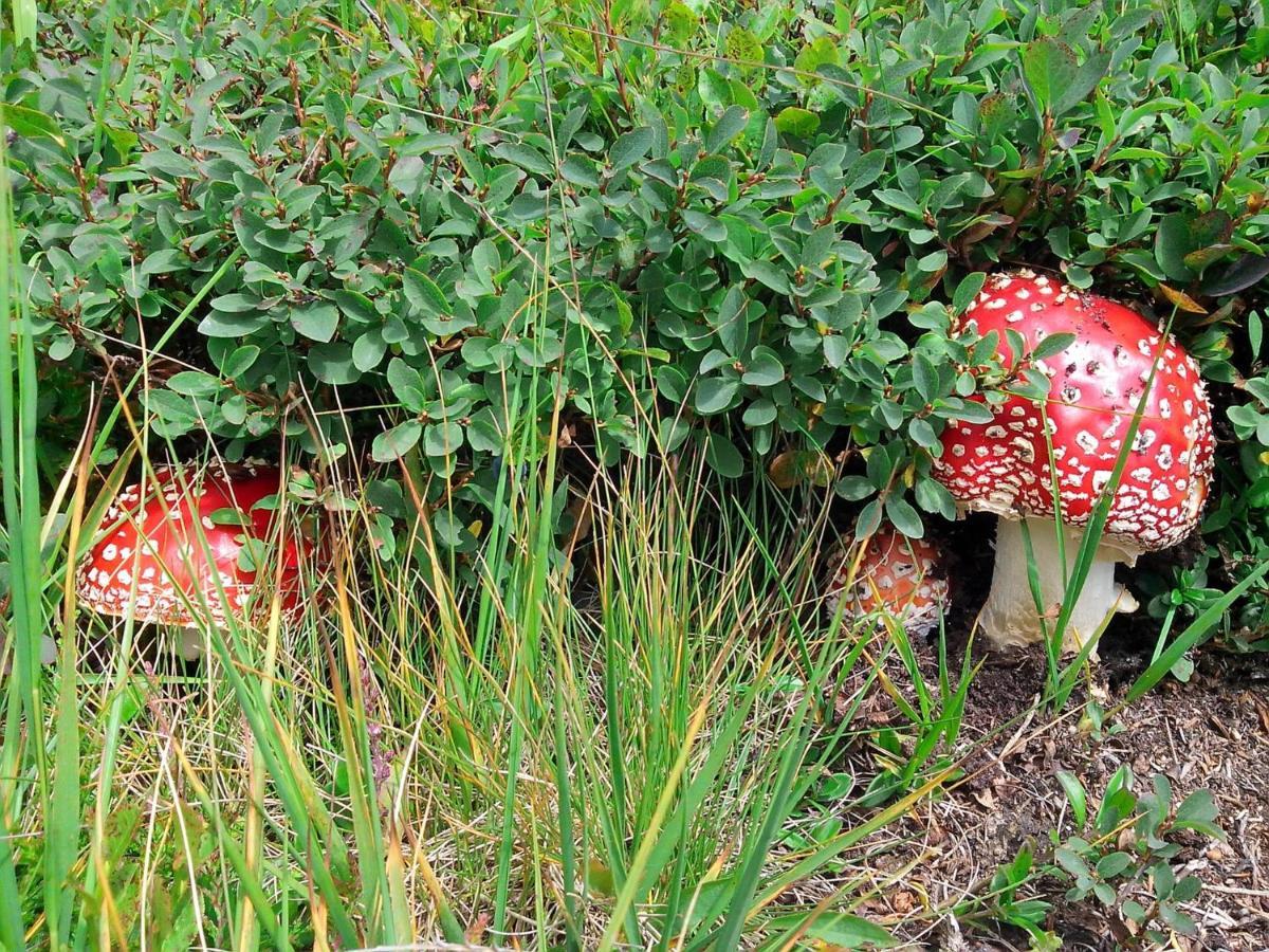 Le Balze Di Carisolo, Trilocale Con Giardino公寓 外观 照片